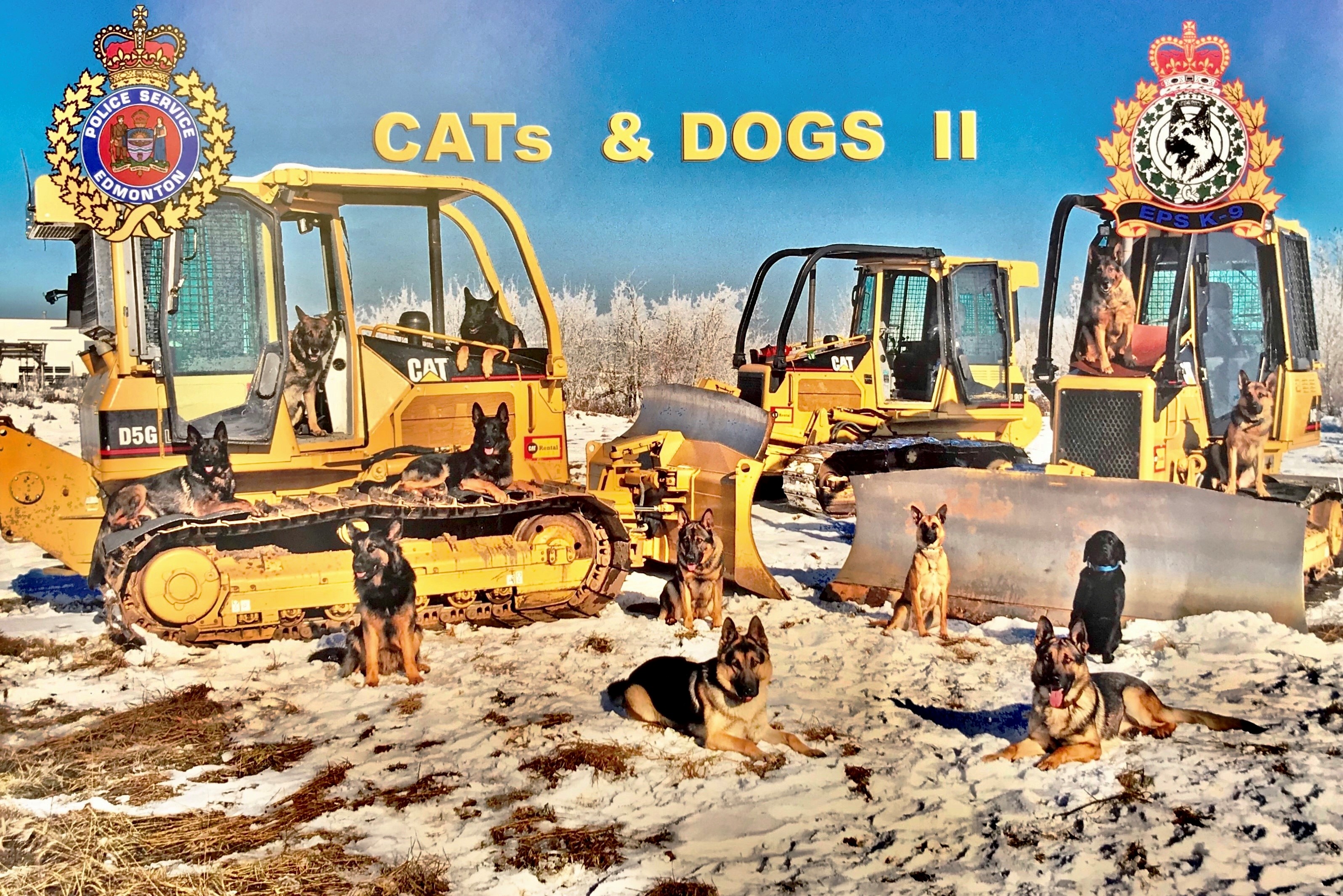 <p>Cats and Dogs</p>
